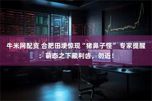牛米网配资 合肥田埂惊现“猪鼻子怪” 专家提醒：萌态之下藏利齿，勿近！